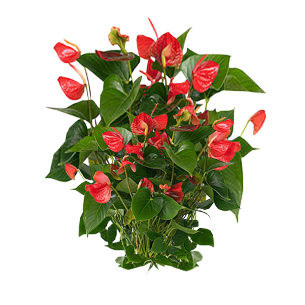 Download PNG image - Plants PNG Photos 