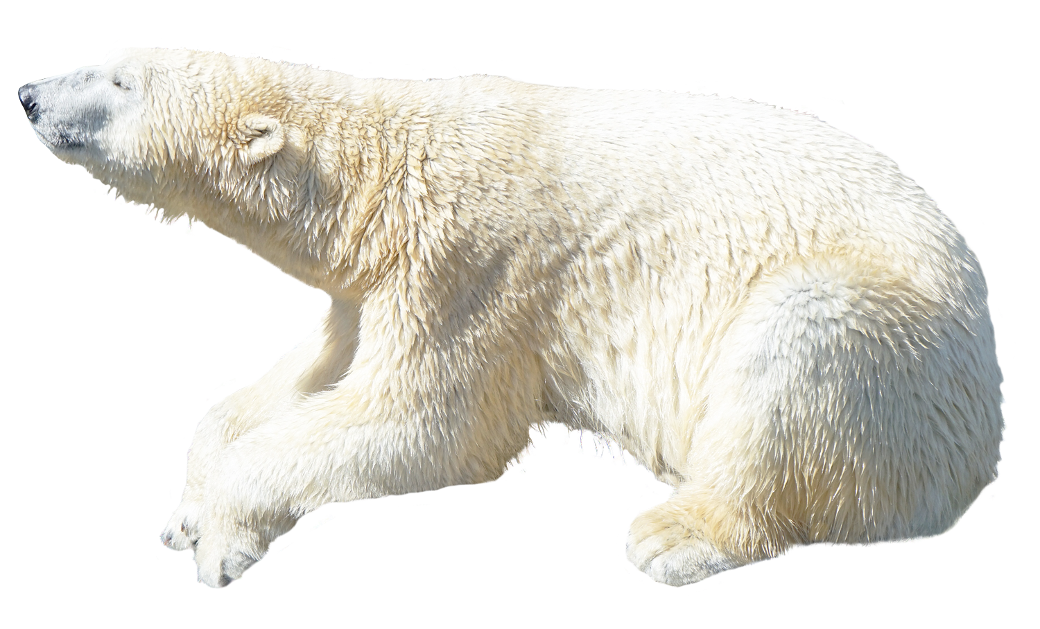 Download PNG image - Polar Bear PNG Image 
