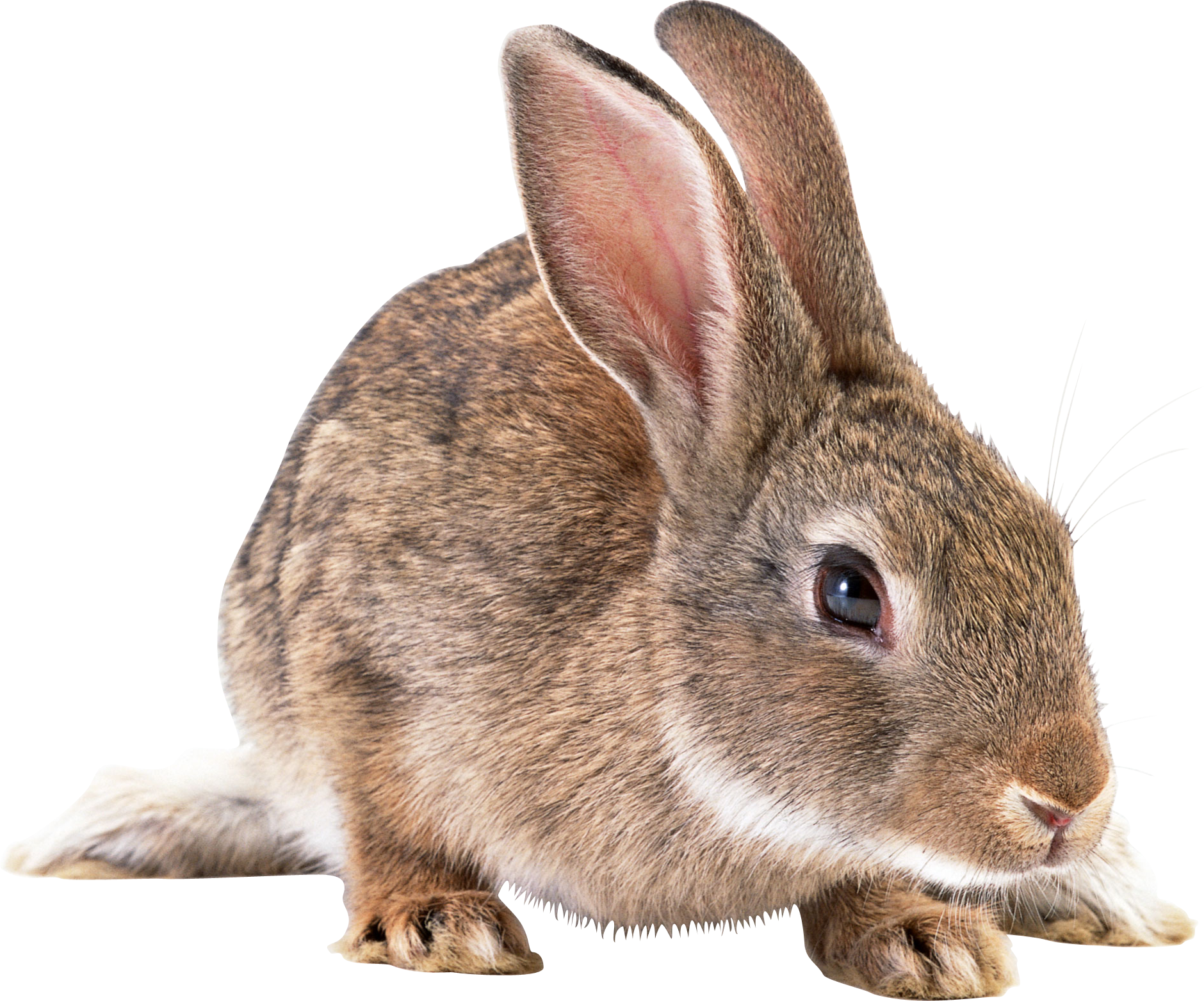 Download PNG image - Rabbit PNG Isolated File 