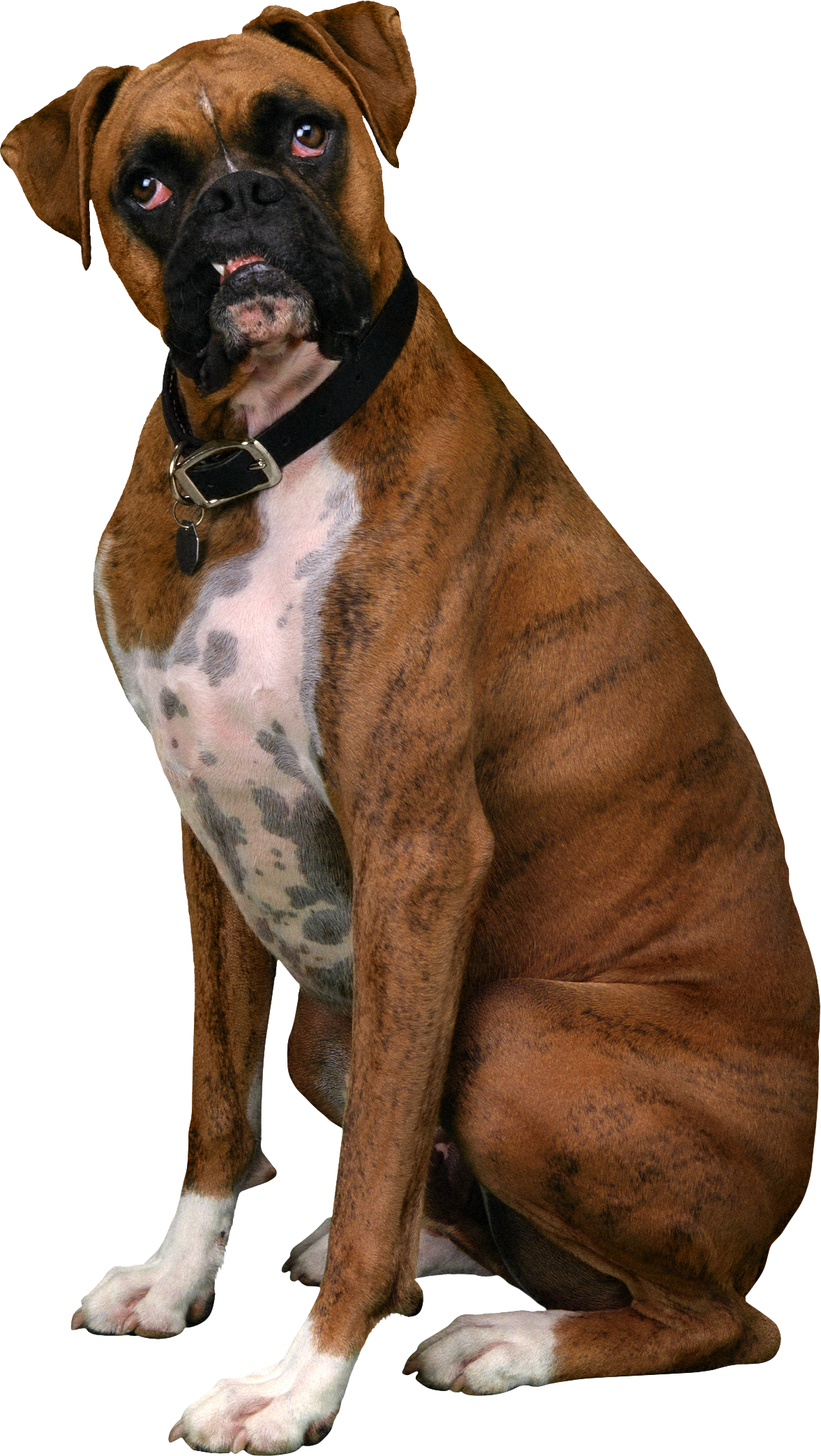 Download PNG image - Sitting Boxer Dog Transparent PNG 