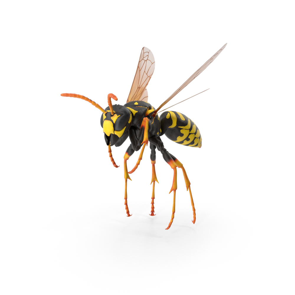 Download PNG image - Wasp Insect PNG Free Download 