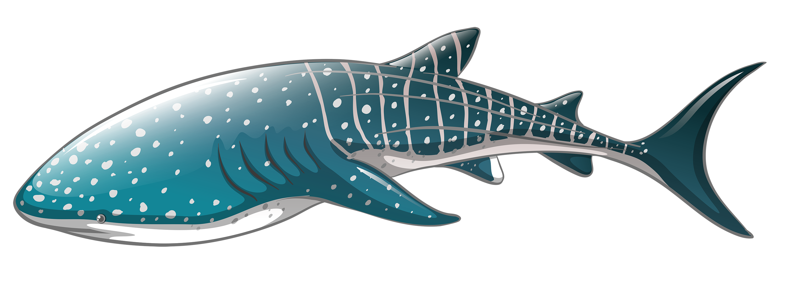 Download PNG image - Whale Real Shark PNG Pic 