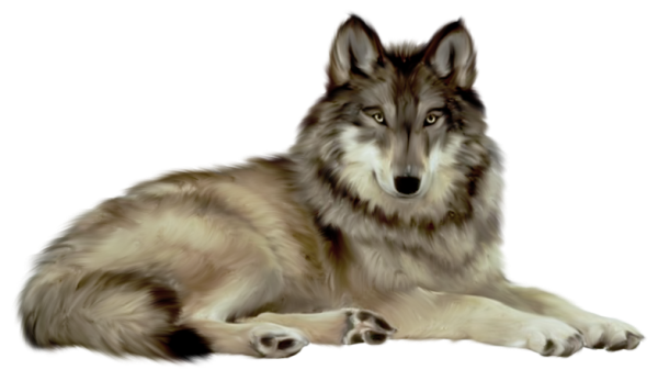Download PNG image - White Wolf PNG 
