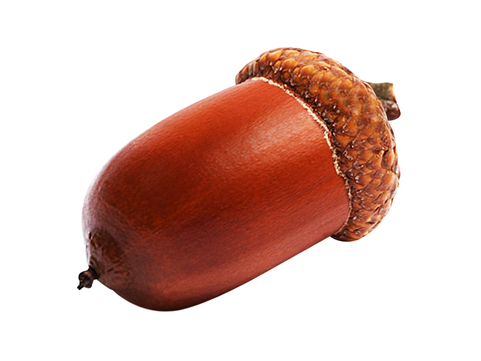 Download PNG image - Acorn PNG Picture 