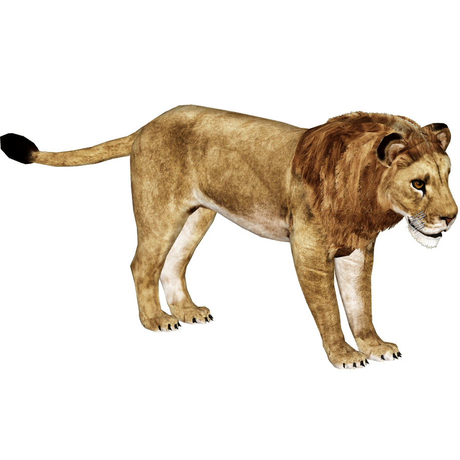 Download PNG image - African Lion PNG HD 