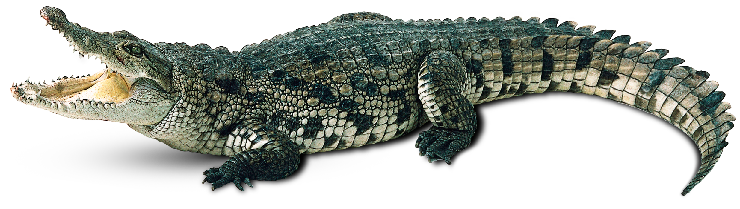 Download PNG image - Alligator Background PNG 