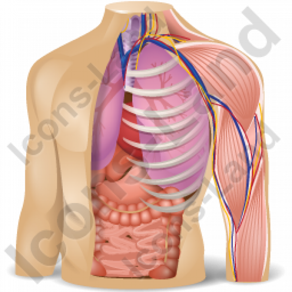 Download PNG image - Anatomy PNG Photo 