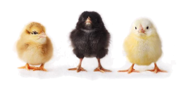 Download PNG image - Baby Chicken PNG File 
