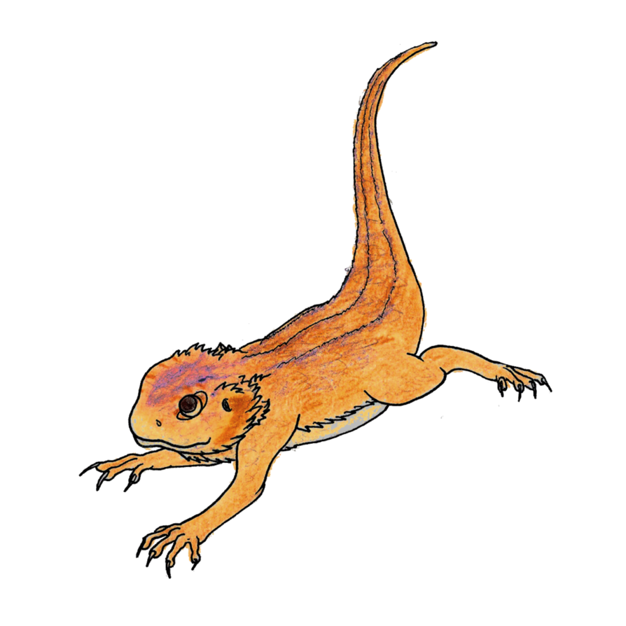 Download PNG image - Bearded Dragon PNG Pic 