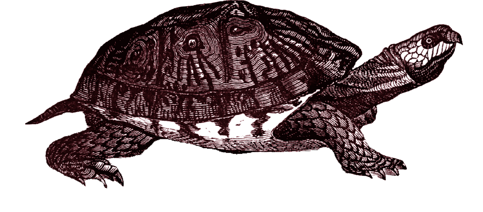 Download PNG image - Box Turtle PNG Clipart 