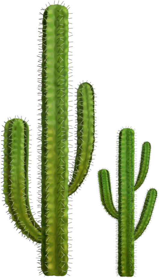 Download PNG image - Cactus Prickle PNG File 