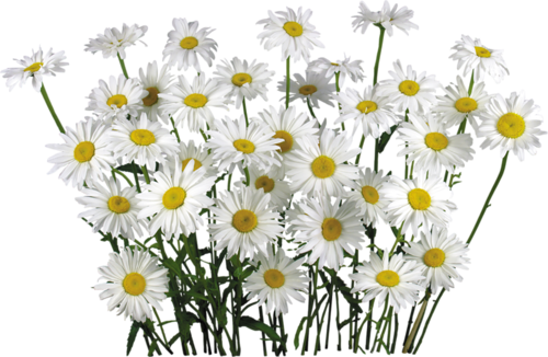 Download PNG image - Camomile PNG File 