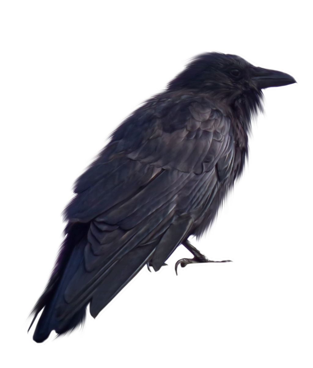 Download PNG image - Crow PNG Transparent 