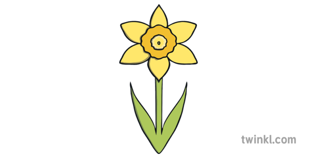 Download PNG image - Daffodil PNG Isolated Transparent 
