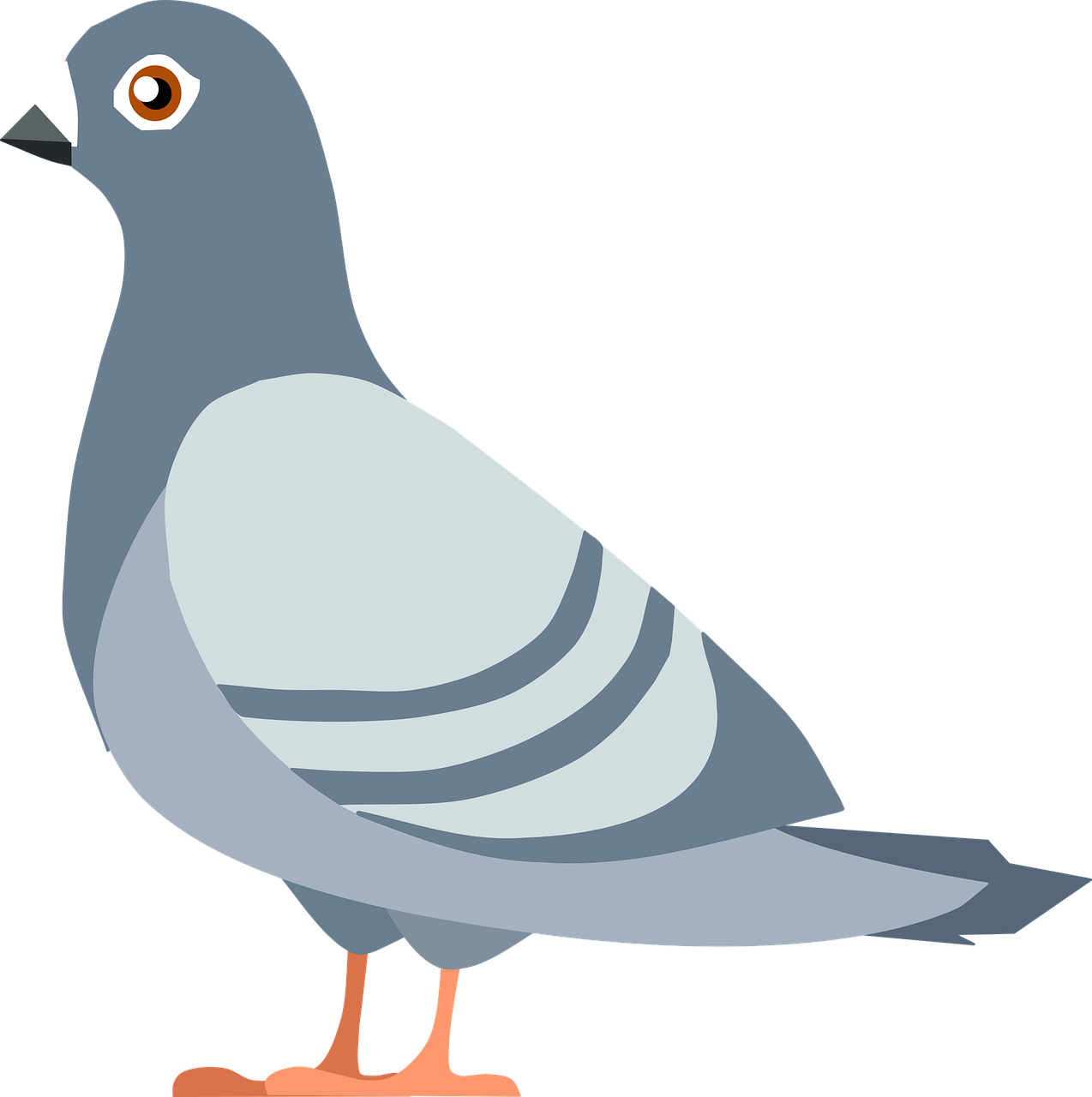 Download PNG image - Domestic Columbidae Pigeon PNG HD 