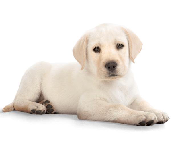 Download PNG image - Golden Retriever Puppy PNG Photos 