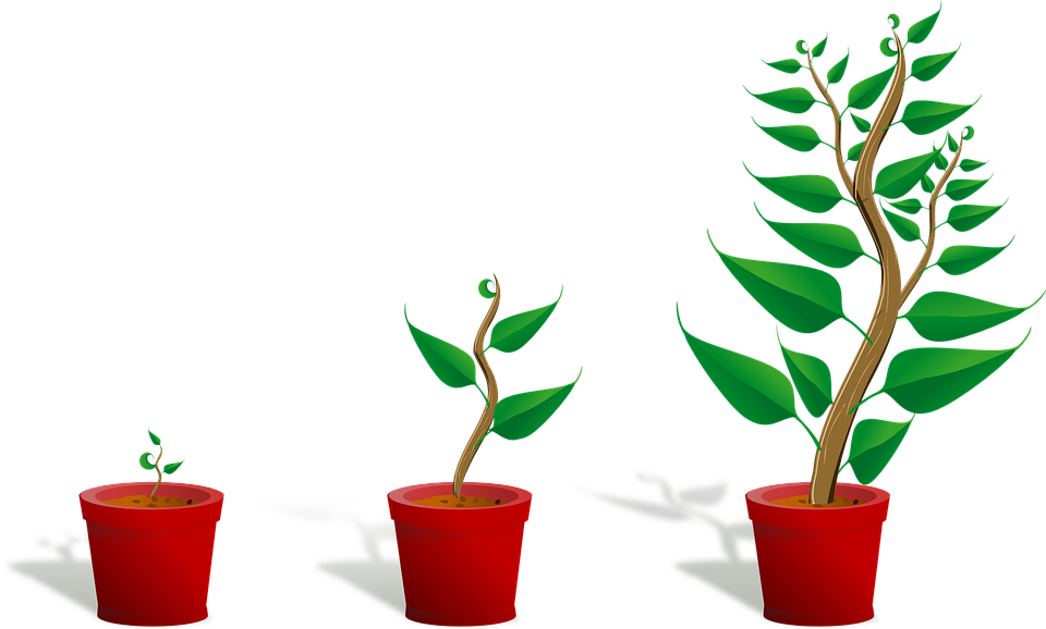 Download PNG image - Growing Plant PNG Transparent 