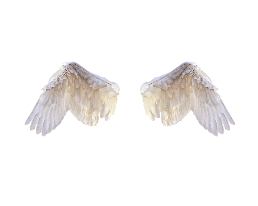 Download PNG image - Half Wings PNG Photo 