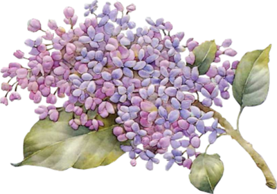 Download PNG image - Lilac PNG Photo 