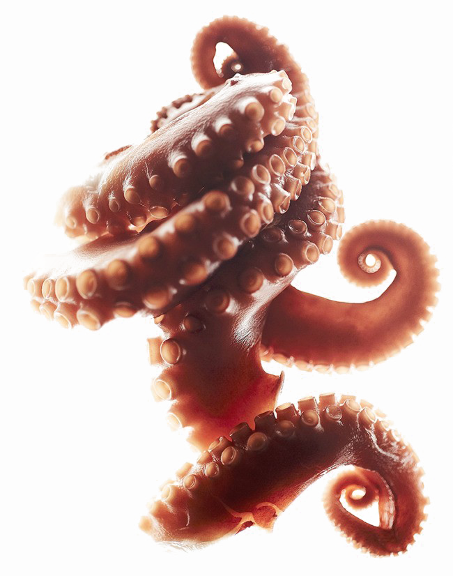 Download PNG image - Octopus Tentacles PNG Clipart 