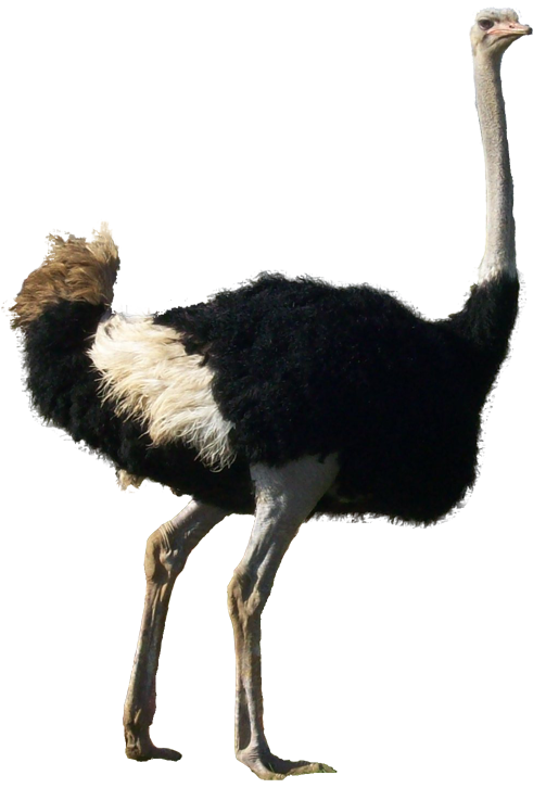 Download PNG image - Ostrich Transparent Background 