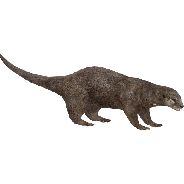 Download PNG image - Otter PNG Pic 