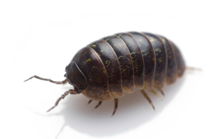 Download PNG image - Pill Bugs PNG 