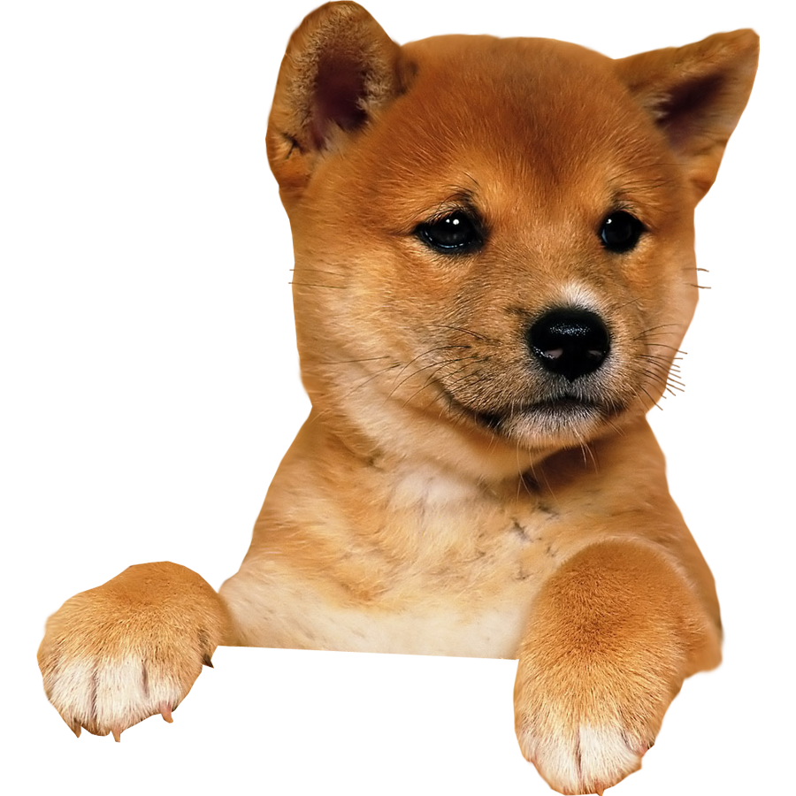 Download PNG image - Puppy PNG Image 