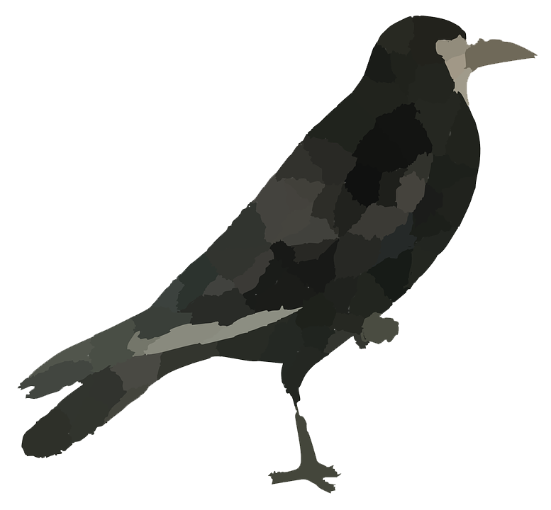 Download PNG image - Raven Bird PNG HD 