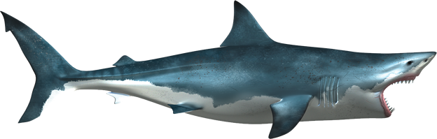 Download PNG image - Shark PNG Transparent Picture 