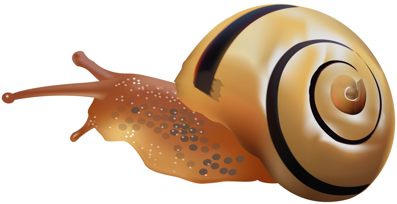 Download PNG image - Snail Transparent Isolated Background 