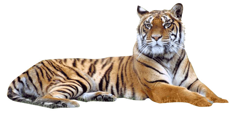Download PNG image - Tiger Download PNG Image 