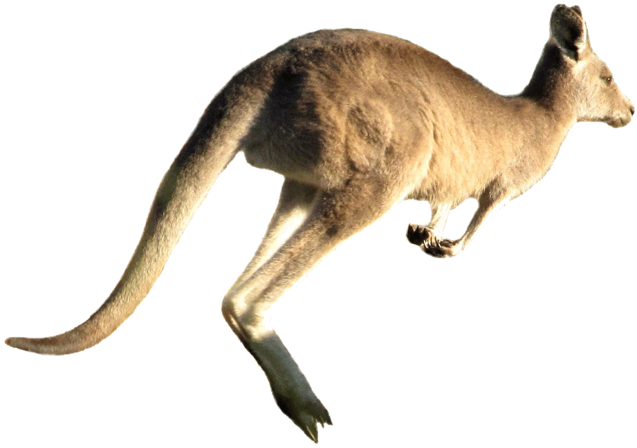 Download PNG image - Wild Kangaroo PNG Transparent Image 