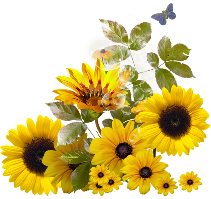 Download PNG image - Aesthetic Sunflower PNG Isolated HD Pictures 