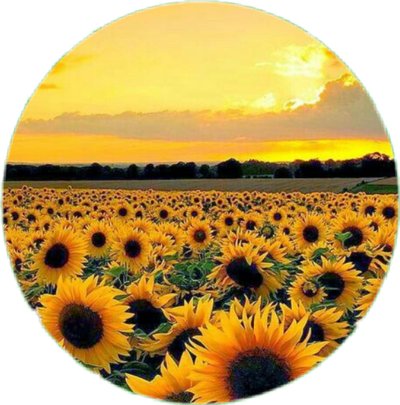 Download PNG image - Aesthetic Sunflower PNG Pic 