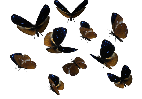 Download PNG image - Butterflies Swarm Transparent PNG 