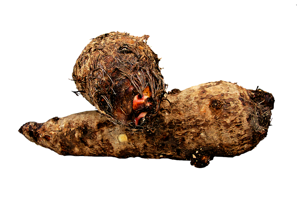 Download PNG image - Colocasia Root PNG Image 
