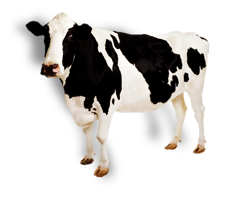 Download PNG image - Cow PNG Pic 