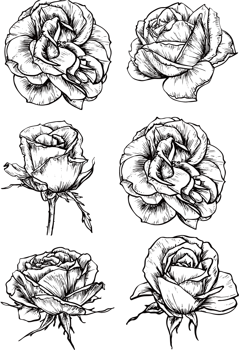 Download PNG image - Drawing Of A Rose PNG Pic 