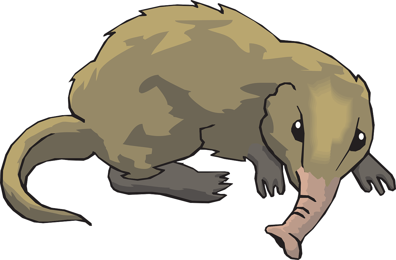 Download PNG image - Elephant Shrew PNG Pic 