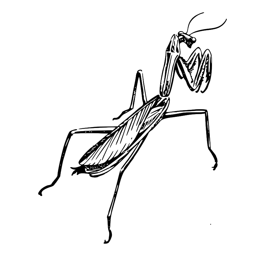 Download PNG image - European Mantis Insect PNG Clipart 