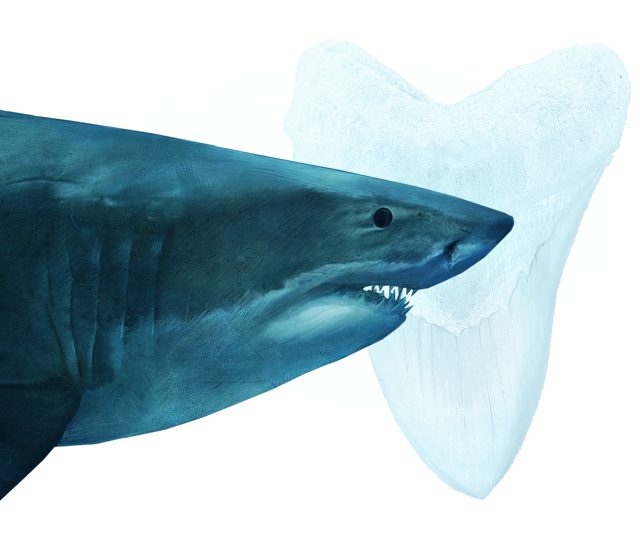 Download PNG image - Face Megalodon Shark PNG File 