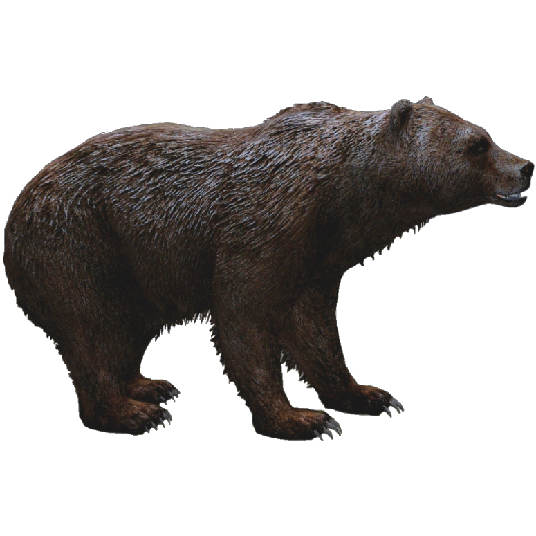 Download PNG image - Grizzly Bear PNG HD Isolated 