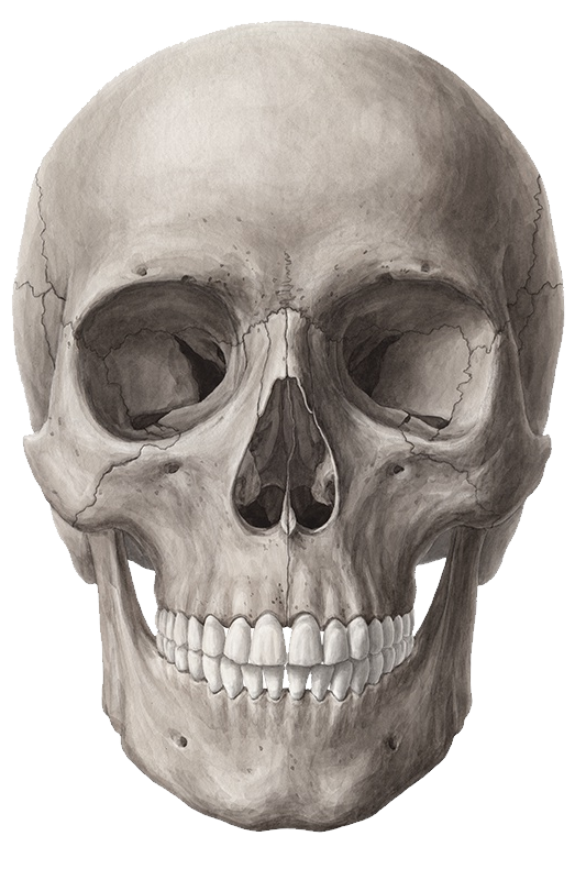Download PNG image - Human Body Anatomy PNG Image 