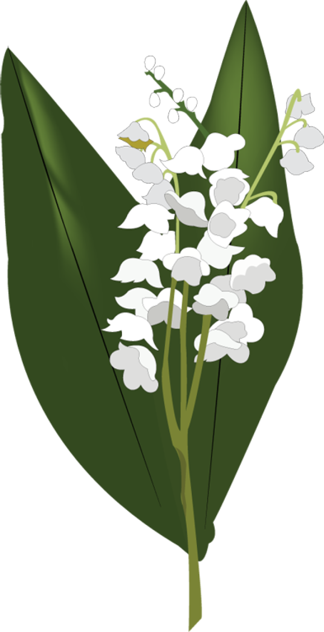 Download PNG image - Lily of The Valley PNG HD 