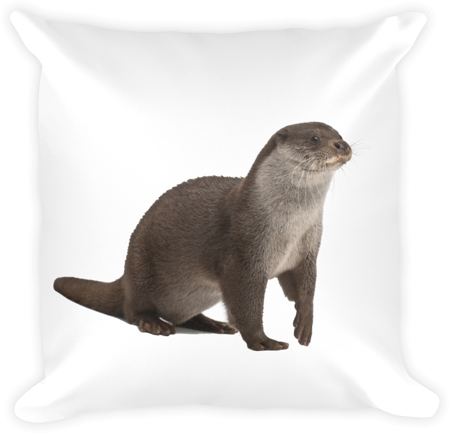 Download PNG image - Otters PNG Isolated Photo 