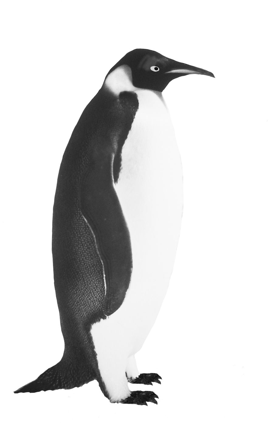 Download PNG image - Penguin Transparent PNG 