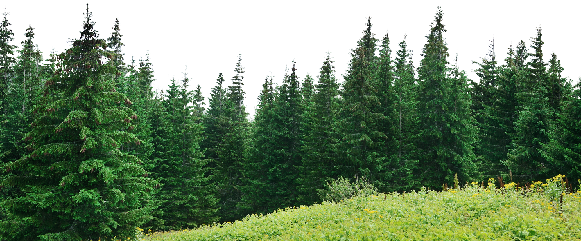 Download PNG image - Picsart Forest PNG Pic 