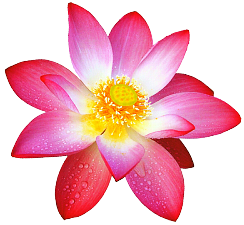 Download PNG image - Pink Lotus Flower Transparent Background 