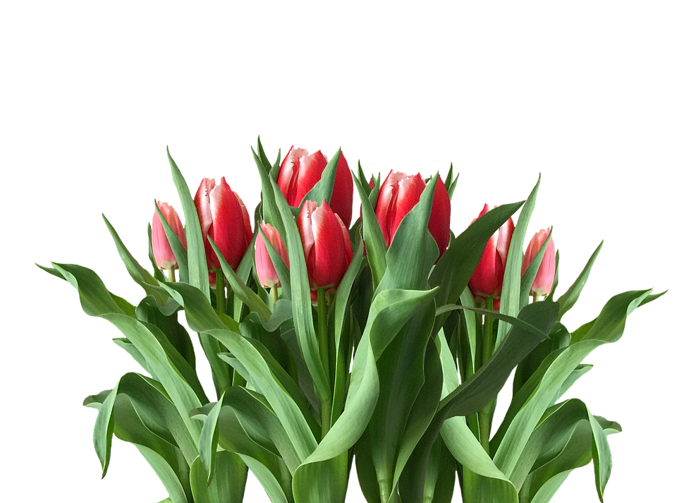 Download PNG image - Red Tulip Flower Transparent PNG 